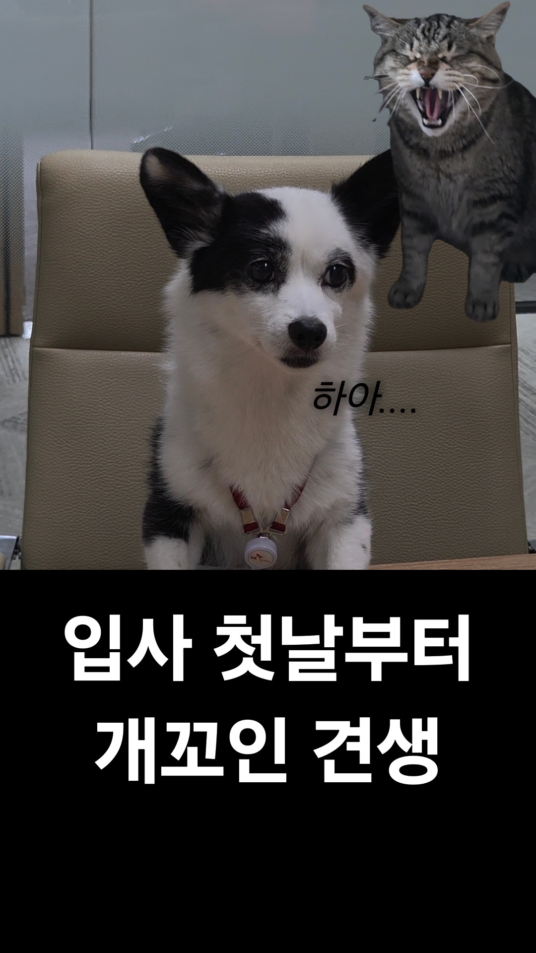 입사 첫날부터 개꼬임ㅋㅋ

#어쩌다개샐리 
#해외영업팀편 
#SK하이닉스 
#강아지 #댕댕이 #shorts
#멍스타그램 #개스타그램 #댕스타그램
#믹스견샐리 #통역완료
#무지출콘텐츠 #자체제작콘텐츠